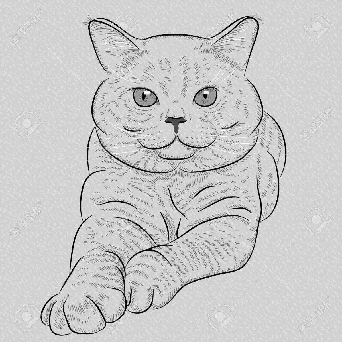Британская короткошерстная кошка #8