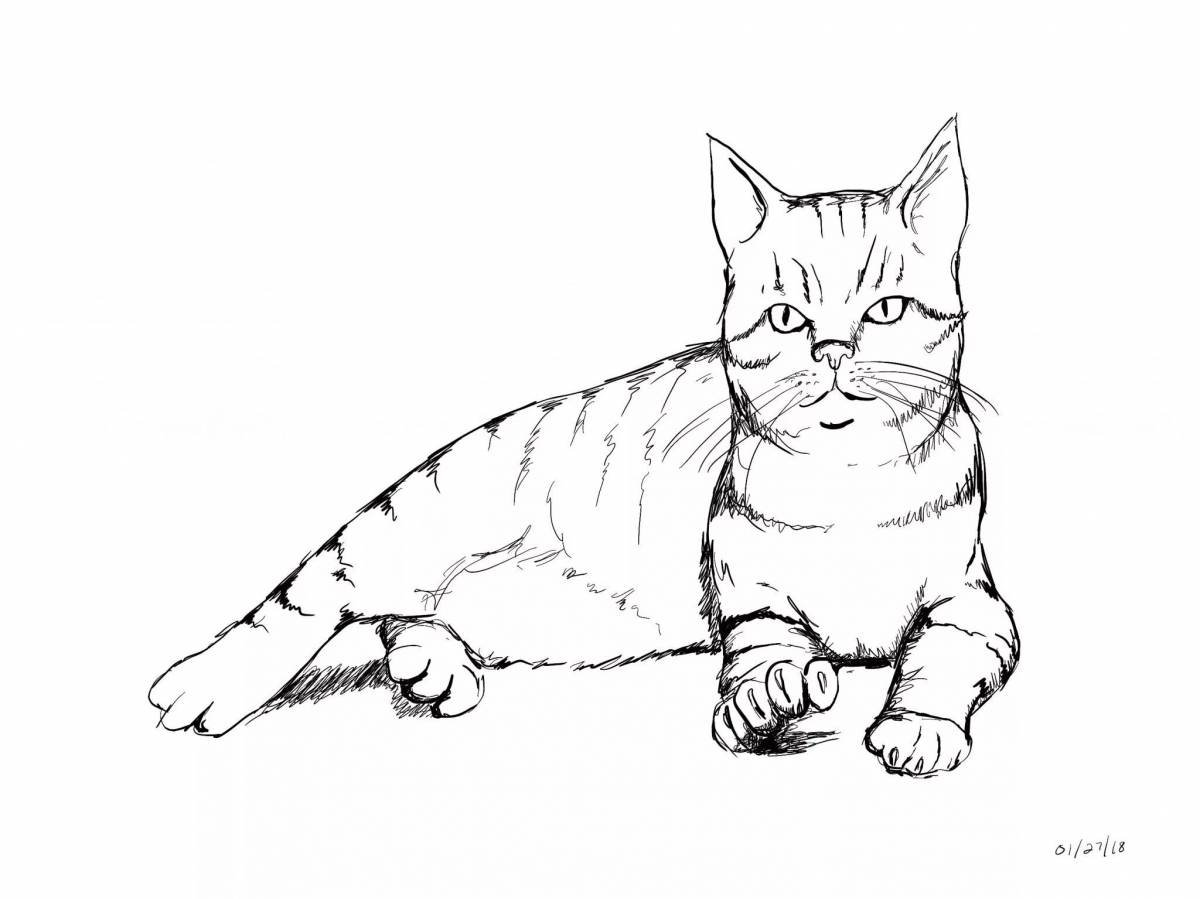 British shorthair cat #9