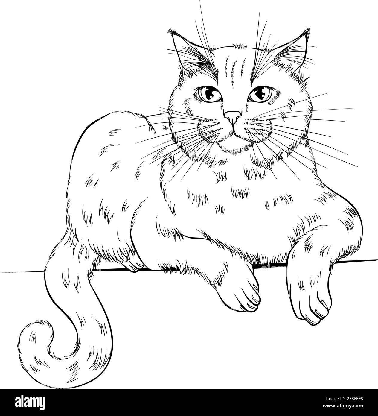 Британская короткошерстная кошка #10
