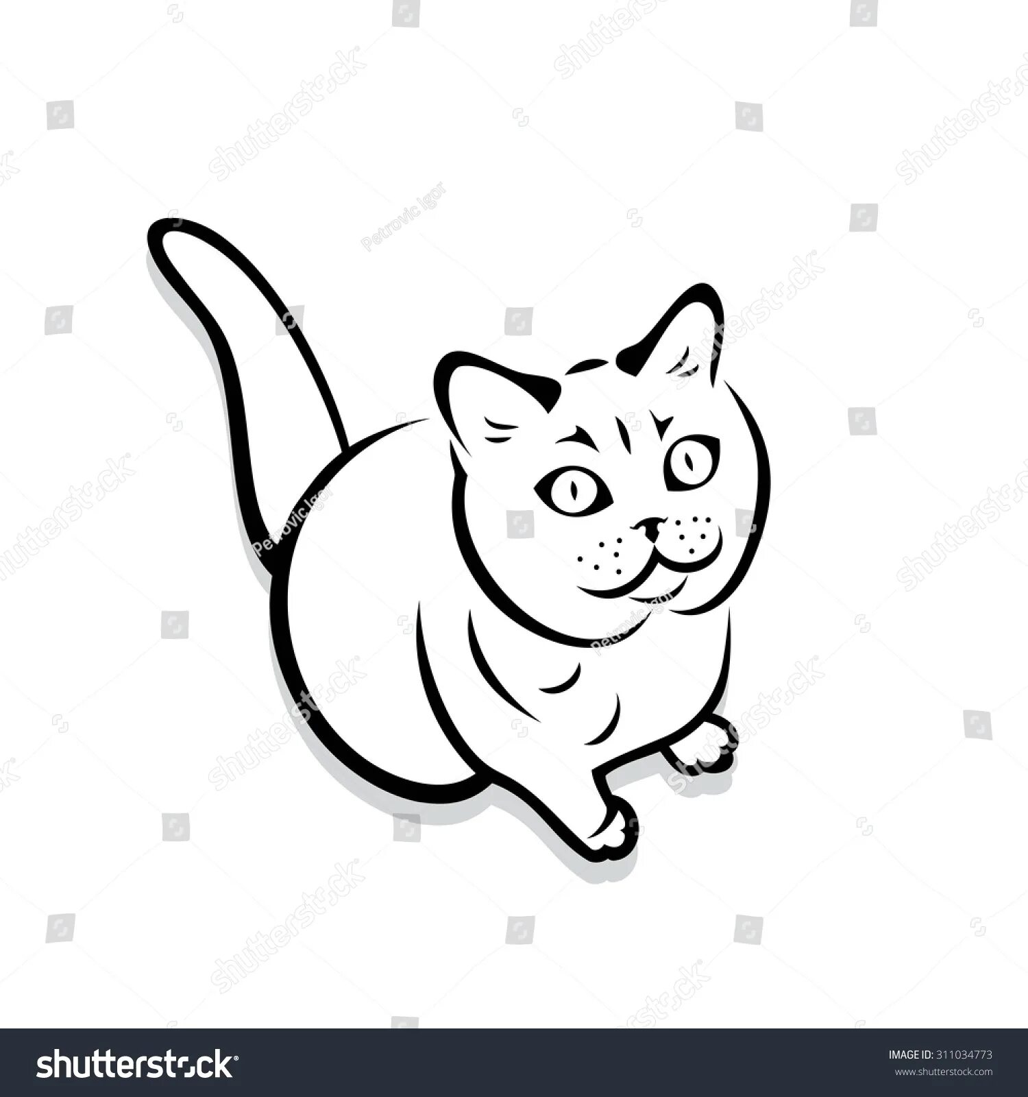 Британская короткошерстная кошка #11