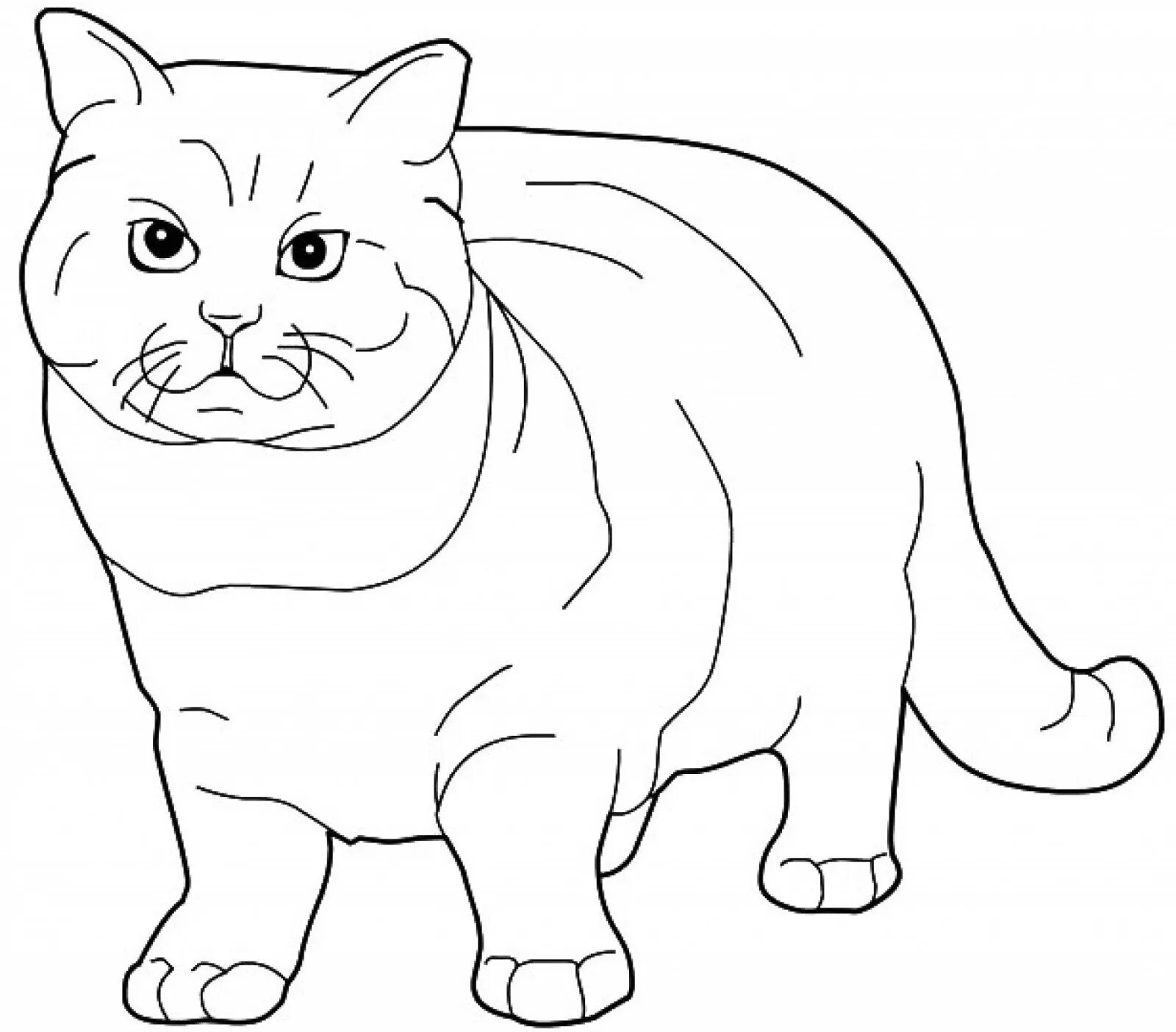 Британская короткошерстная кошка #15