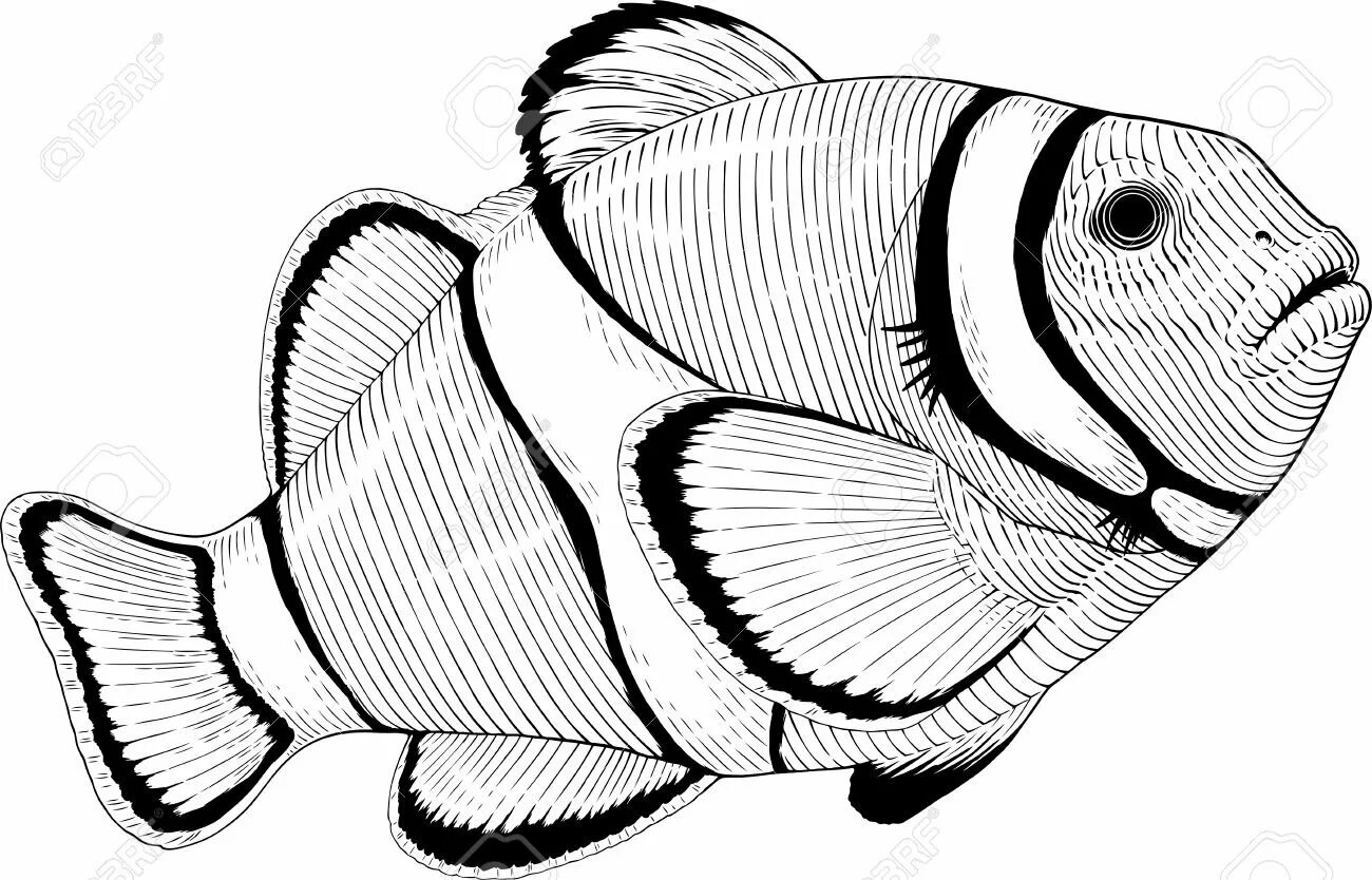 Стильный рисунок рыбы-клоуна