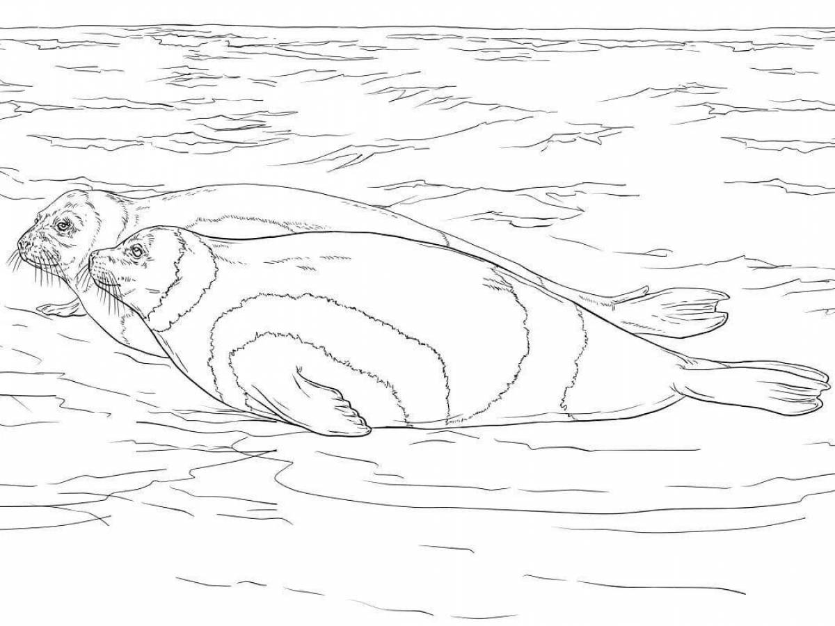 Яркая страница раскраски морского льва для детей
