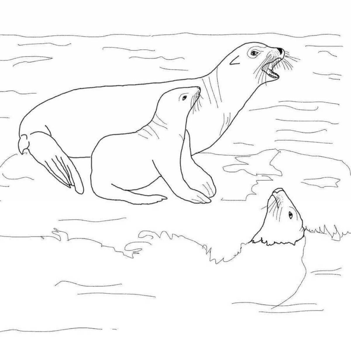Colorful sea lion coloring book for kids