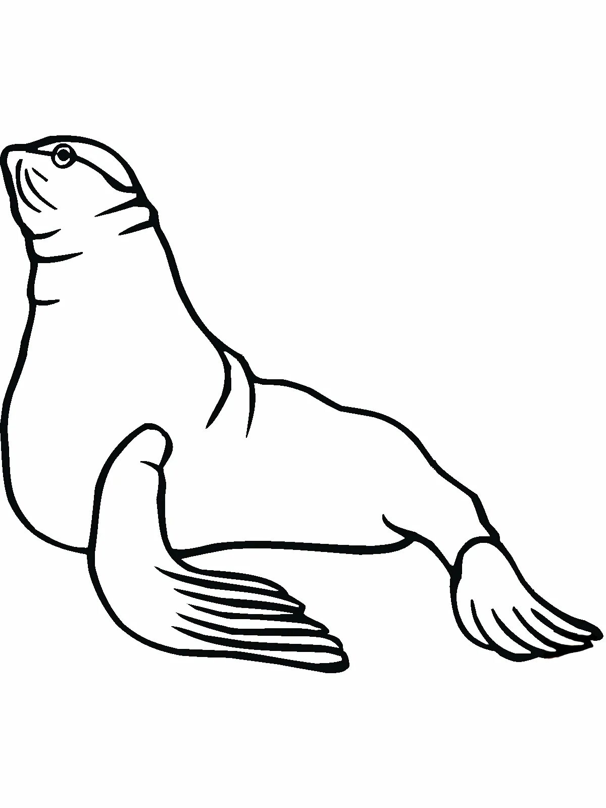Sea lion for children #3