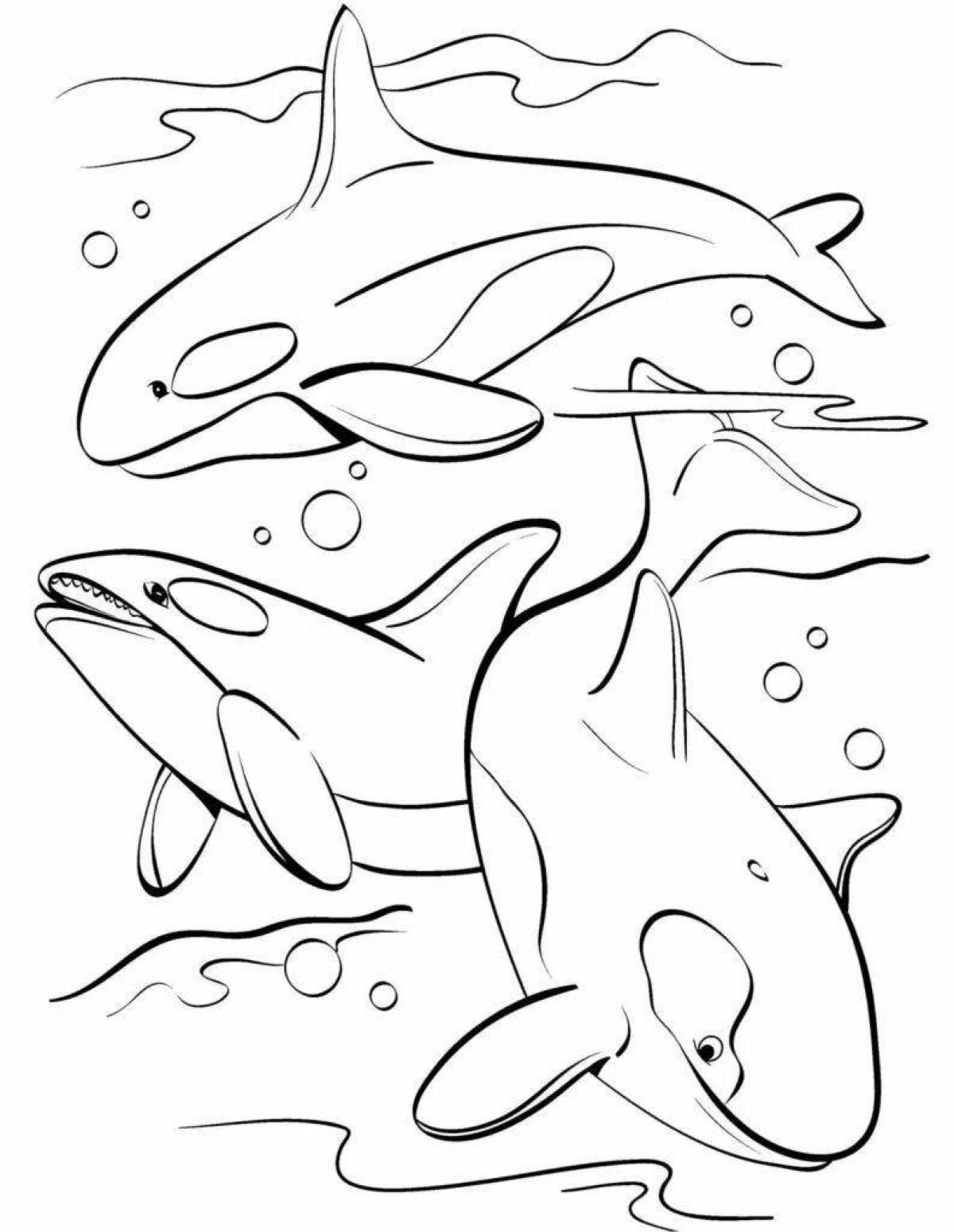 Coloring book shining dolphin