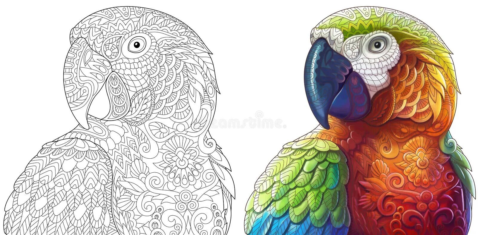 Exquisite coloring parrot