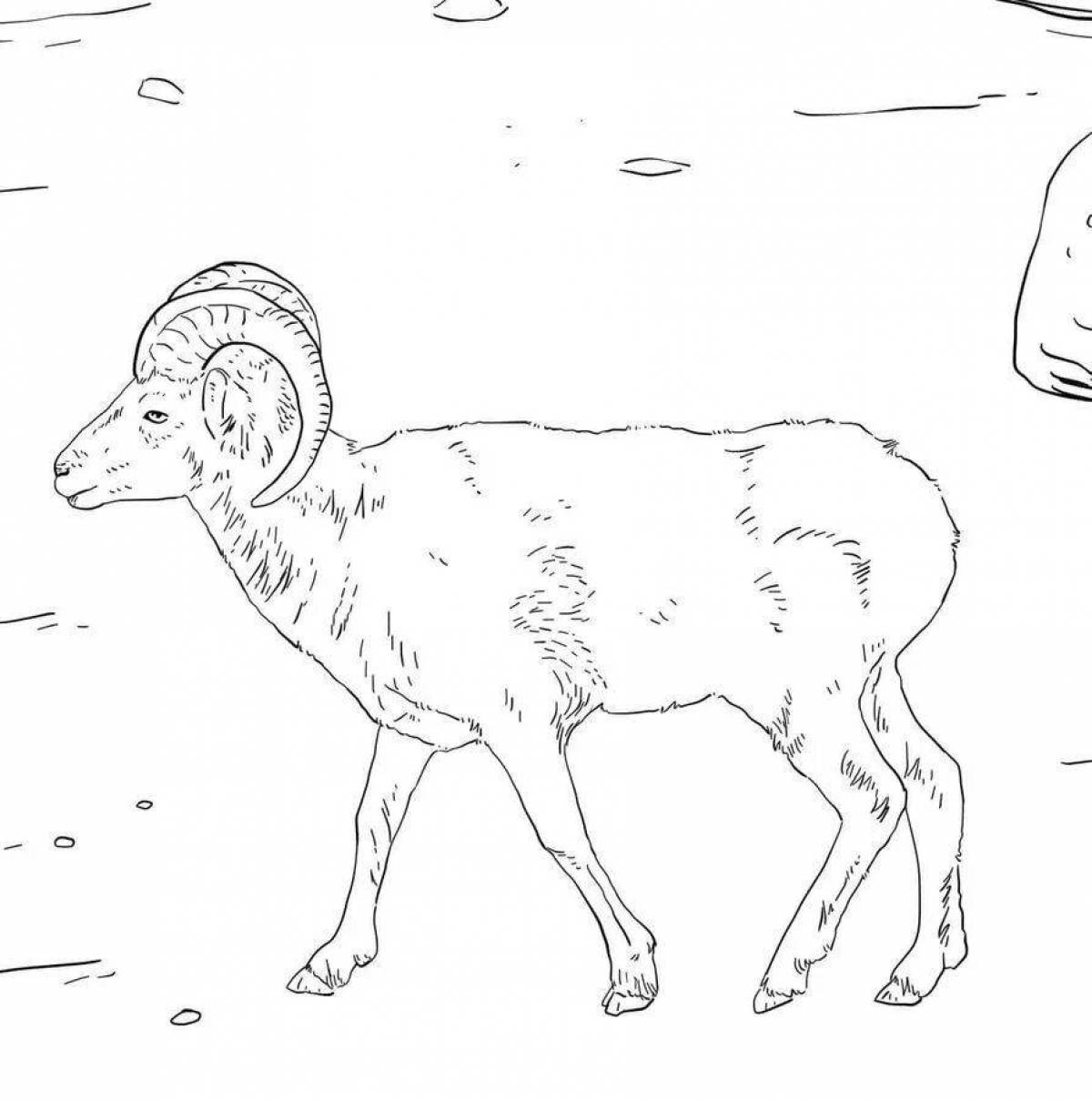 Shiny Altai mountain sheep coloring book