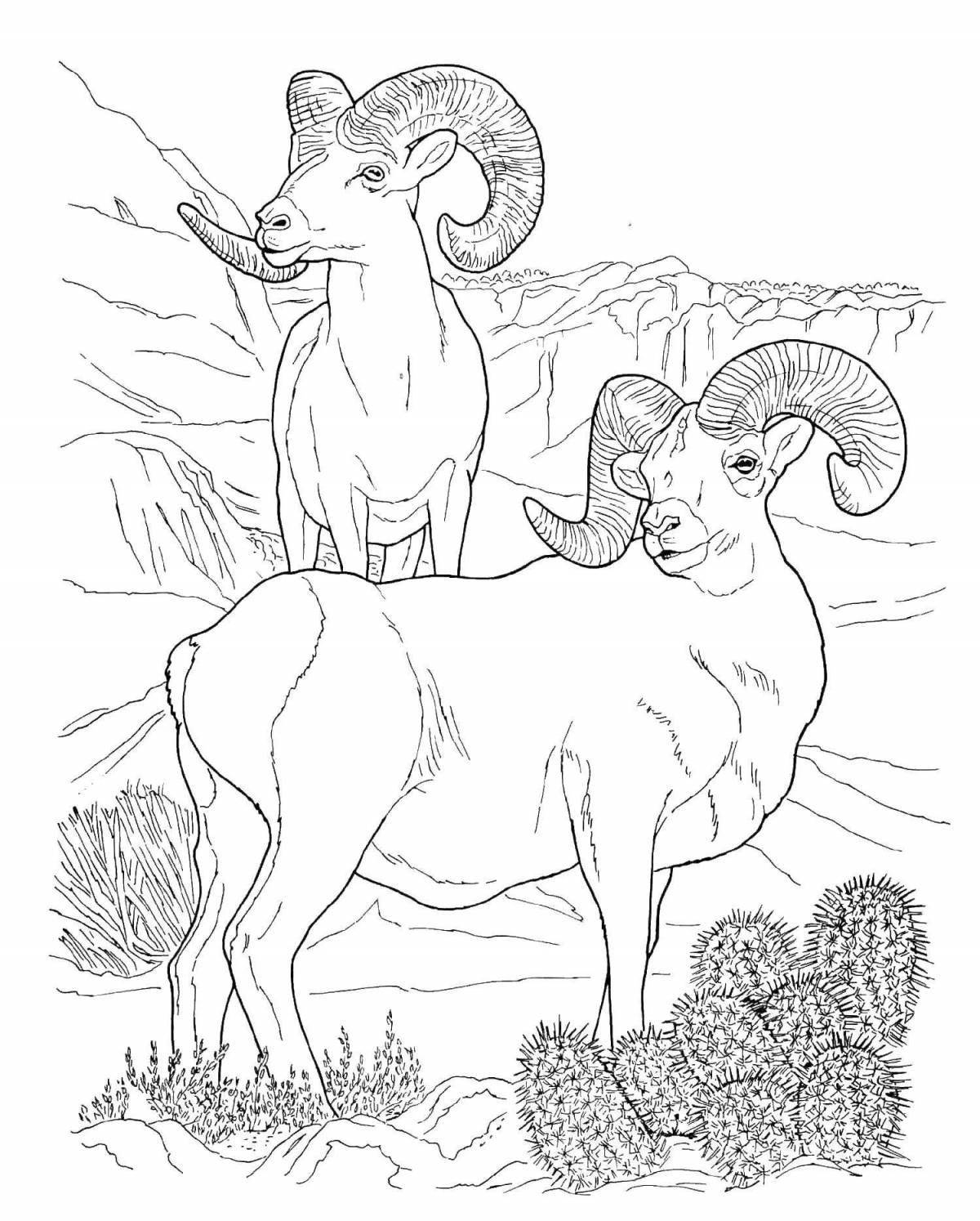 Coloring book charming Altai mountain sheep