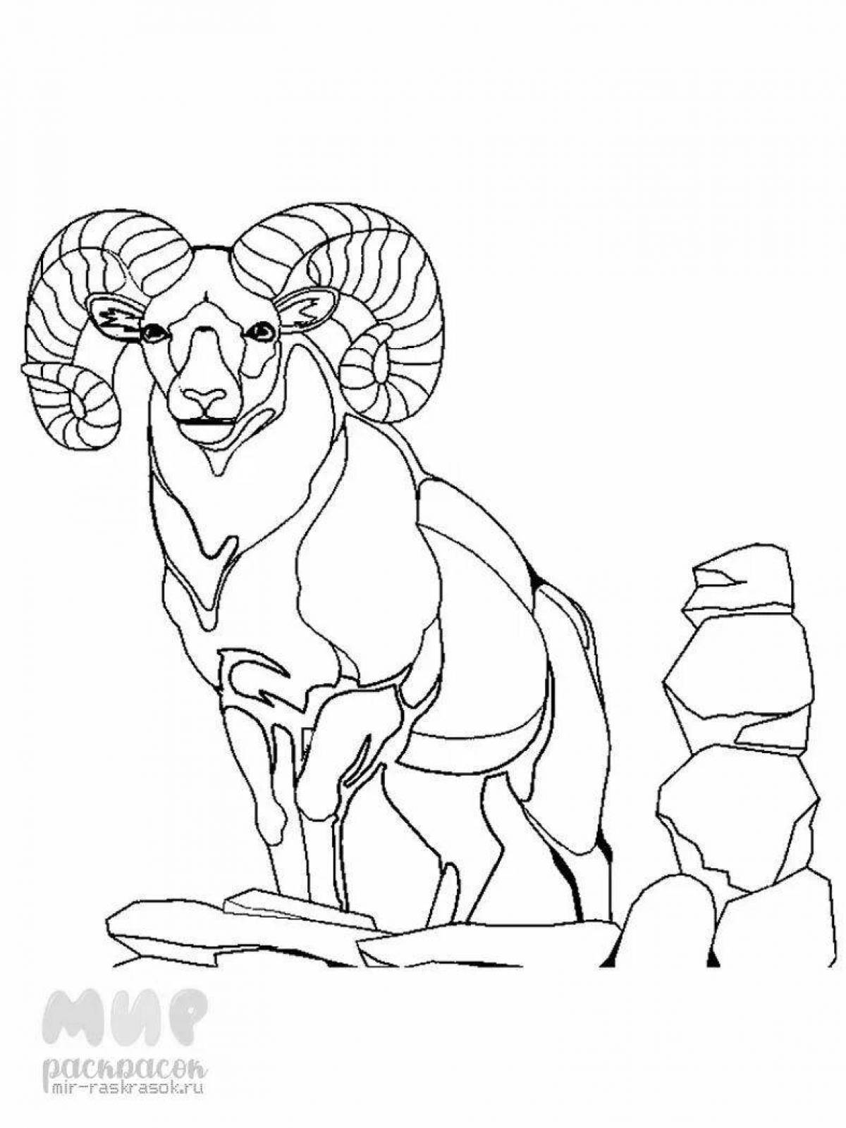 Раскраска очаровательная алтайская горная овца