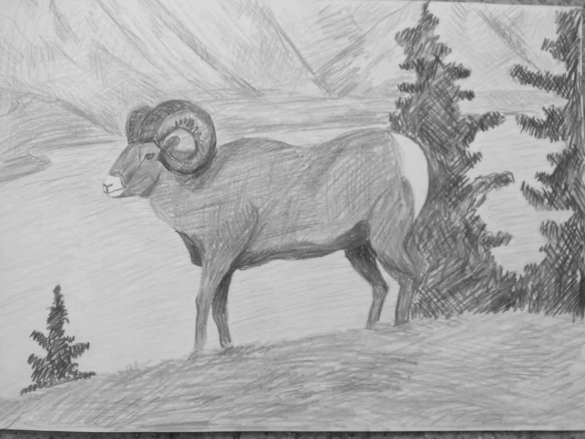 Coloring book joyful Altai mountain sheep