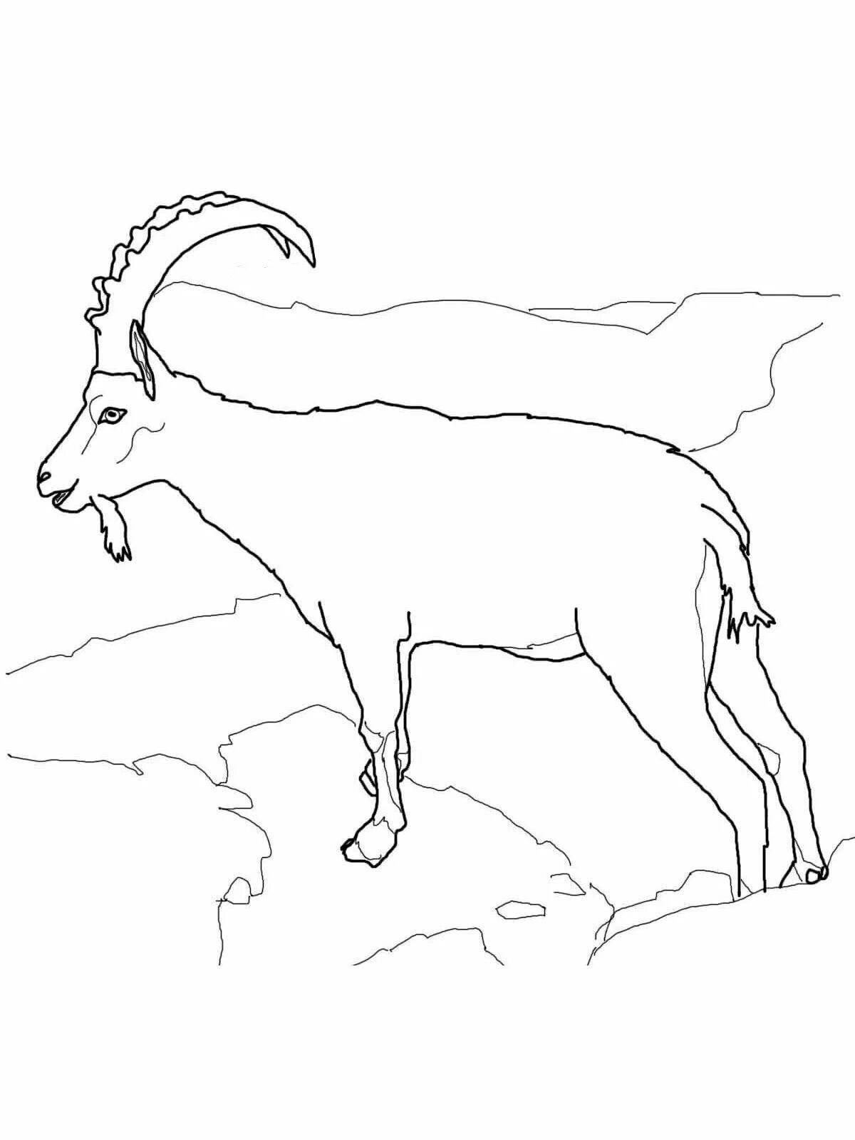 Раскраска очаровательный алтайский горный баран
