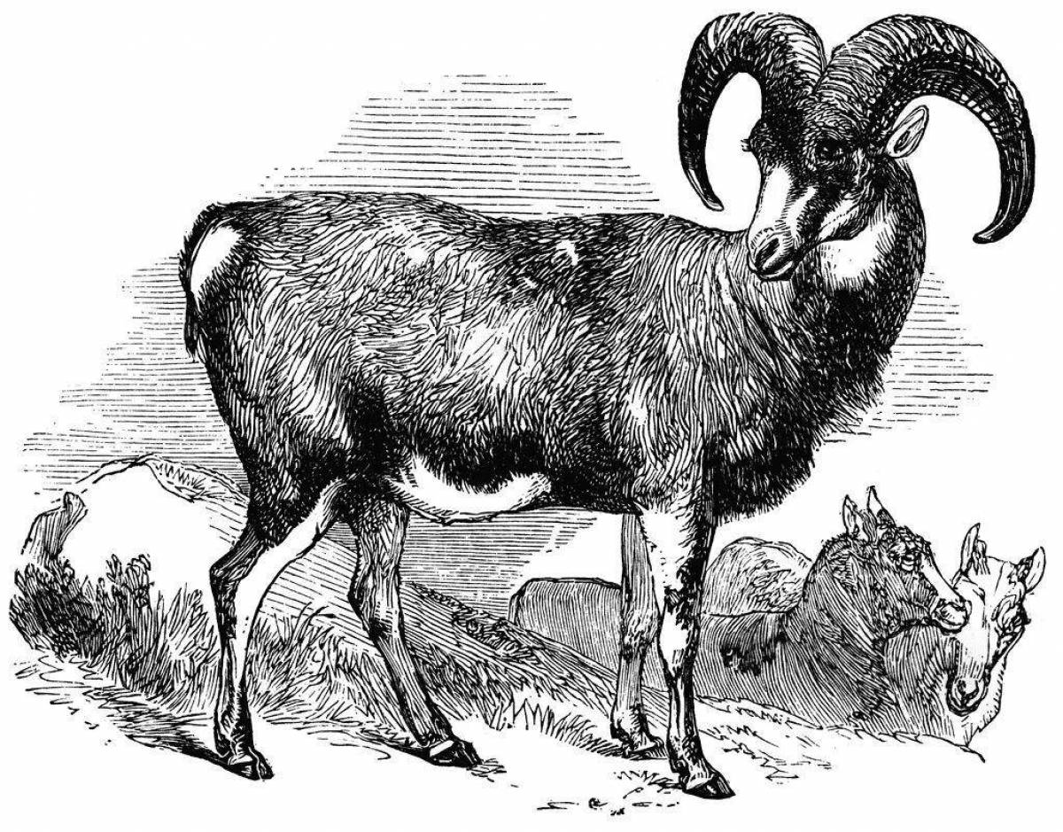 Очаровательная алтайская горная овца раскраска