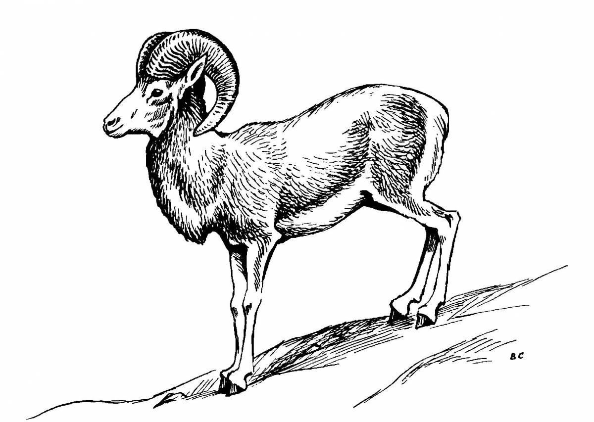 Юмористическая алтайская горная овца раскраска