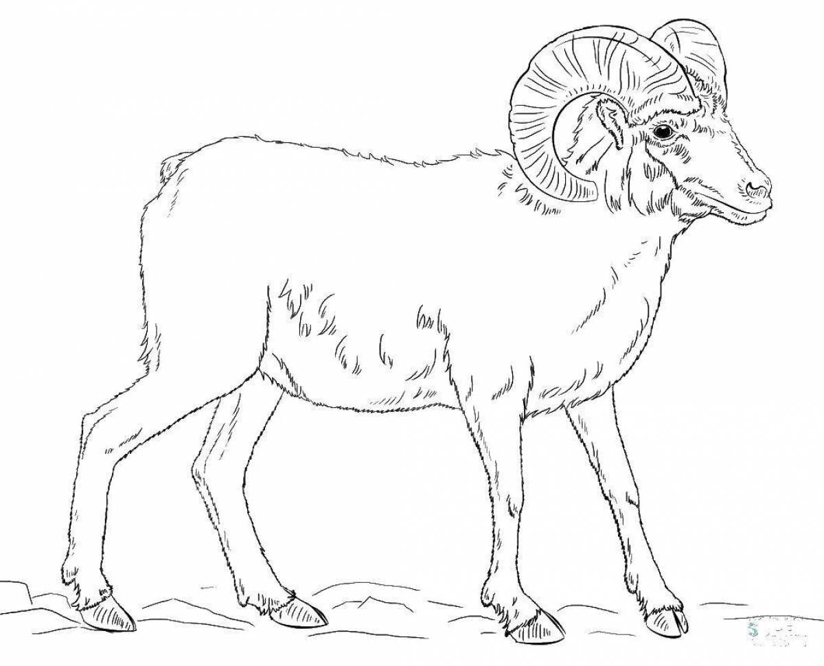 Coloring book funny Altai mountain sheep