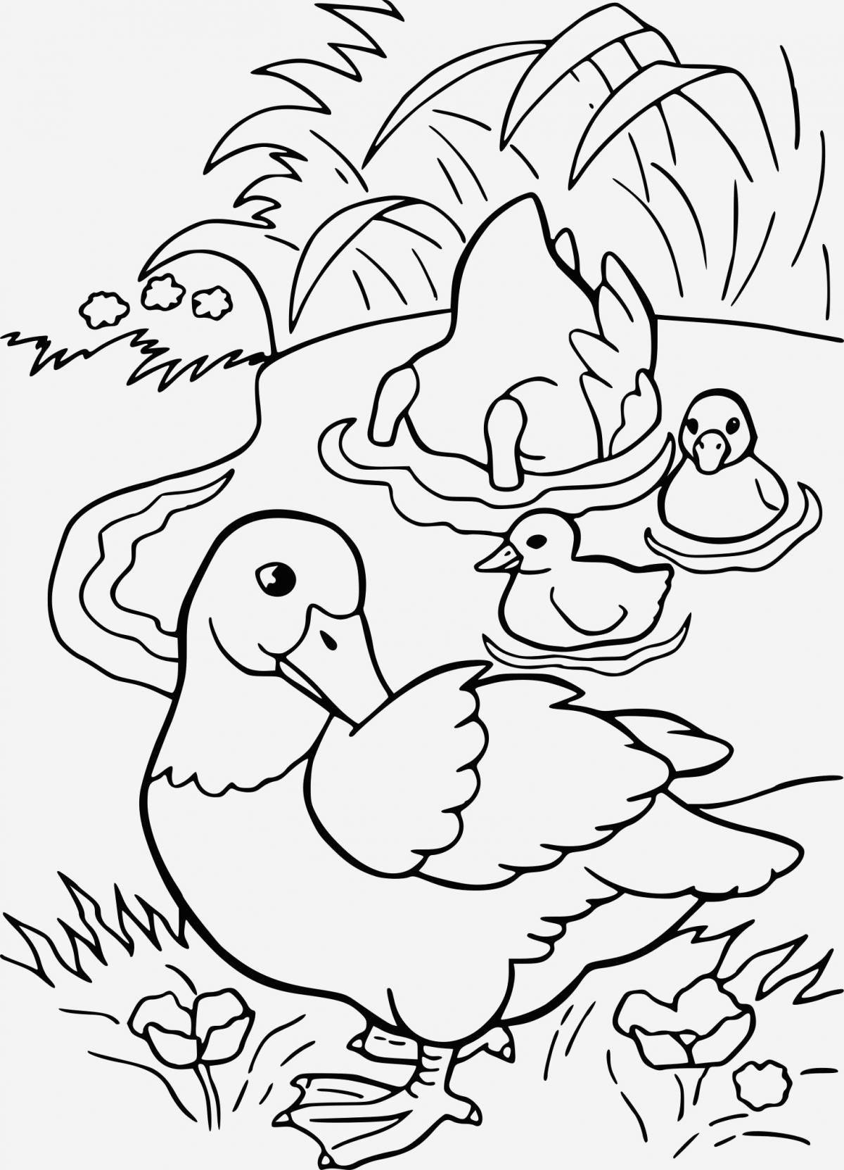 Coloring funny duck and duckling