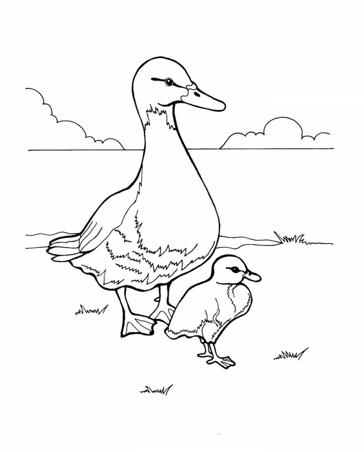 Live duck and duckling coloring pages