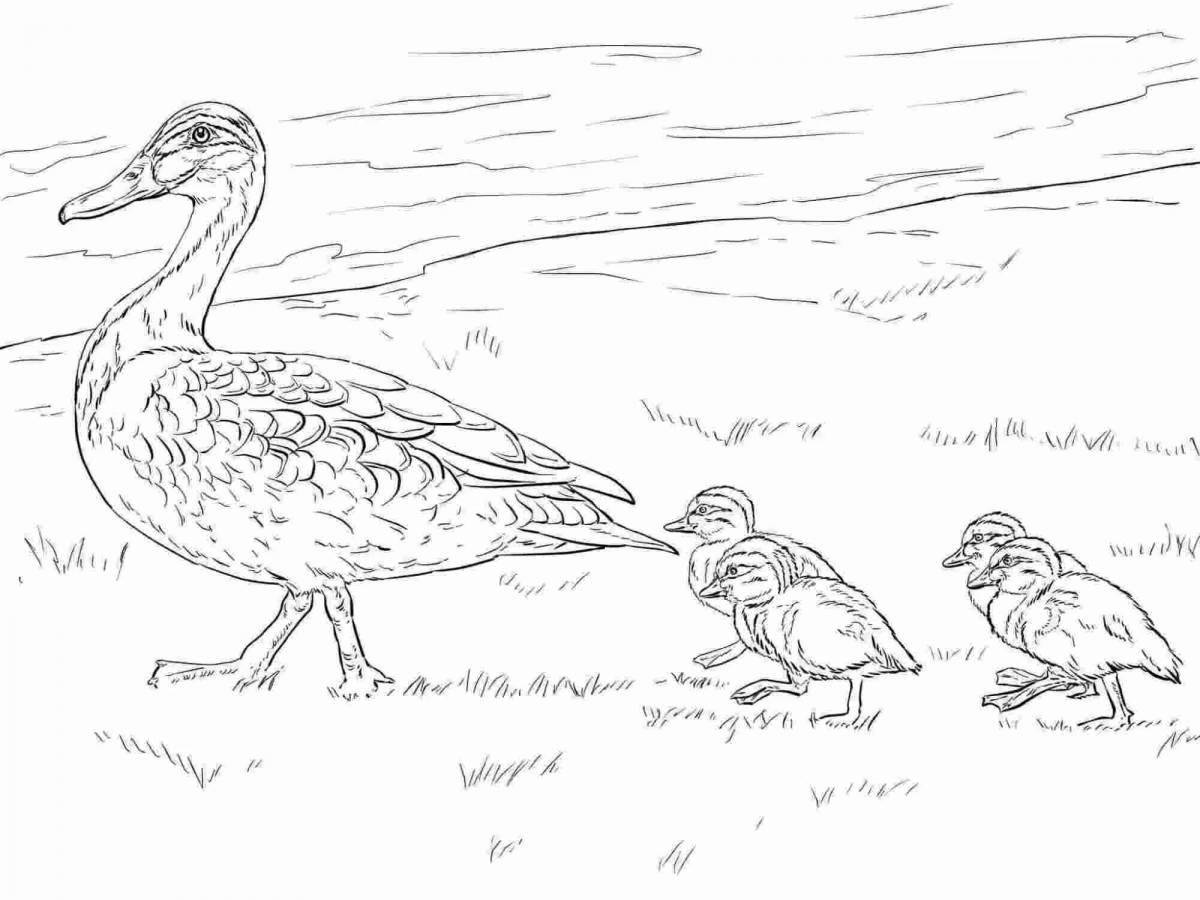 Coloring page charming duck and duckling