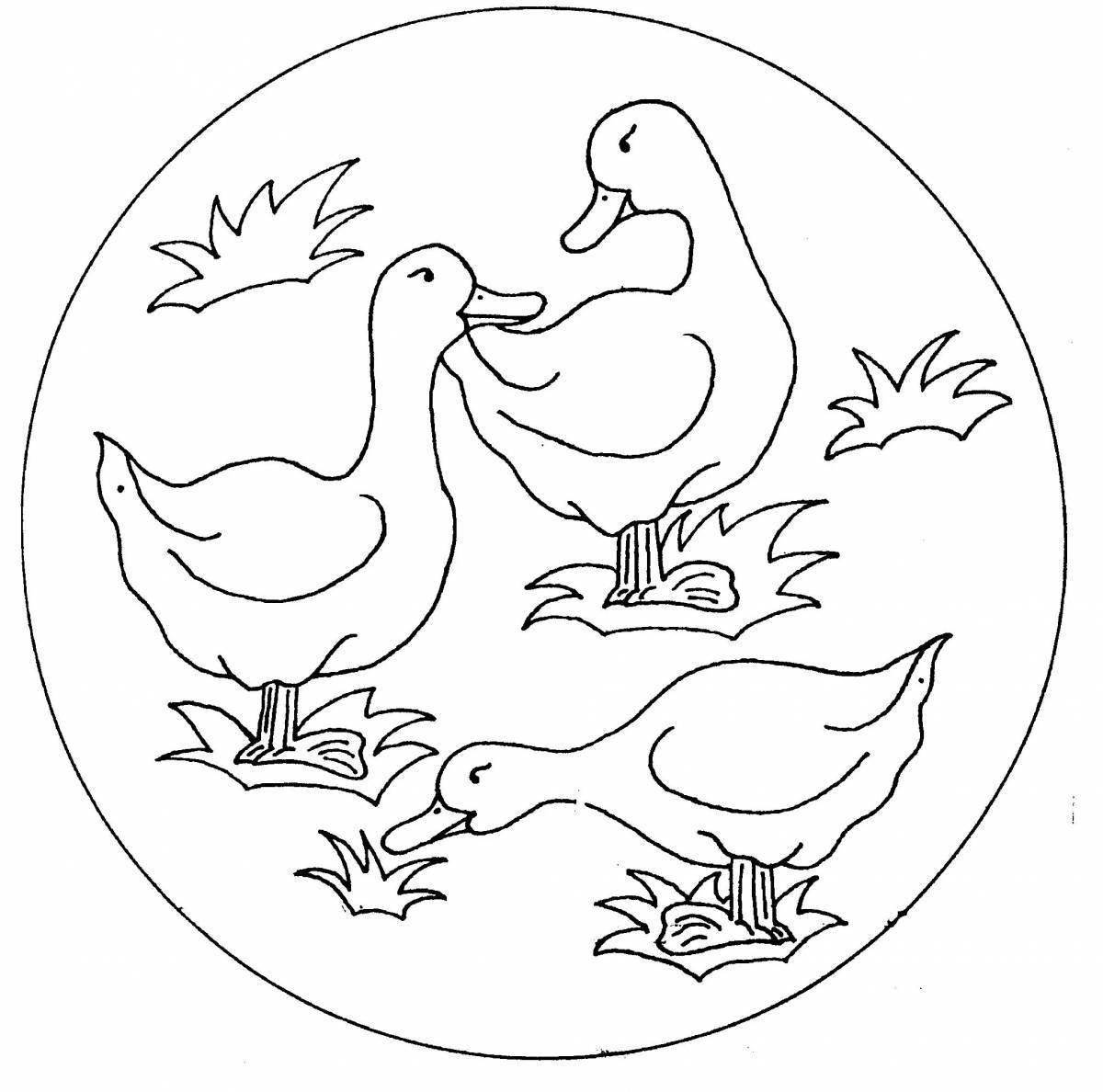 Coloring book exquisite duck and duckling