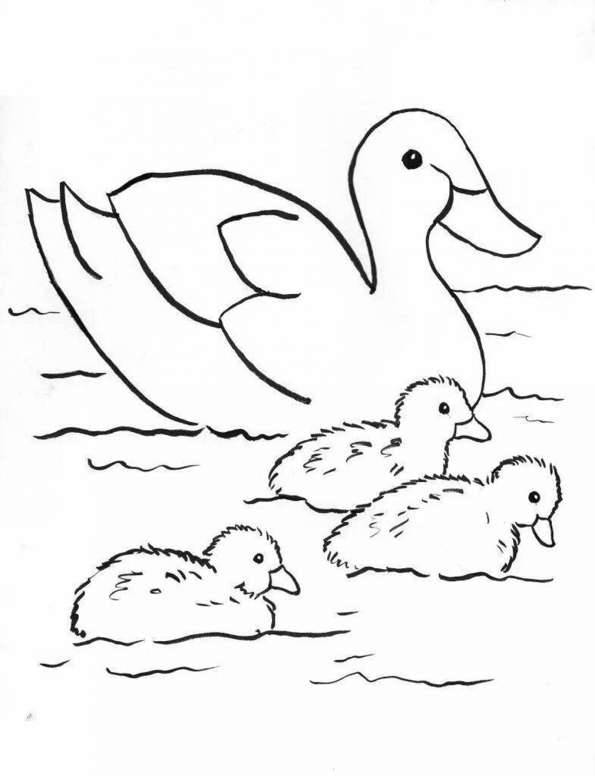 Coloring book shining duck and duckling