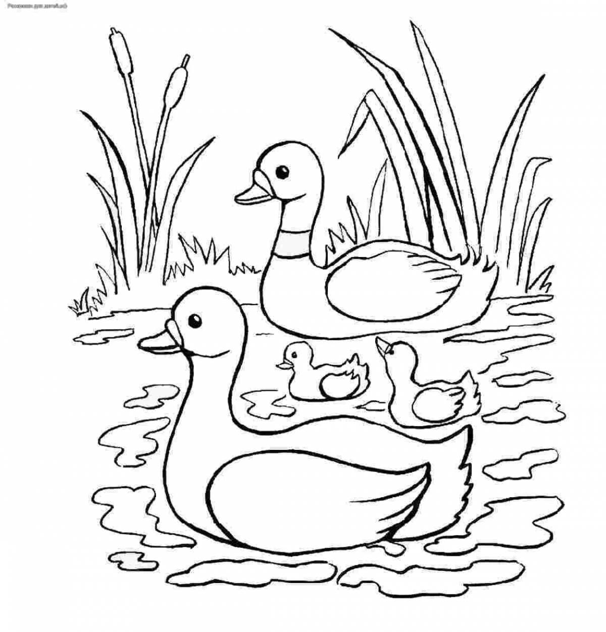Duck with duck #8
