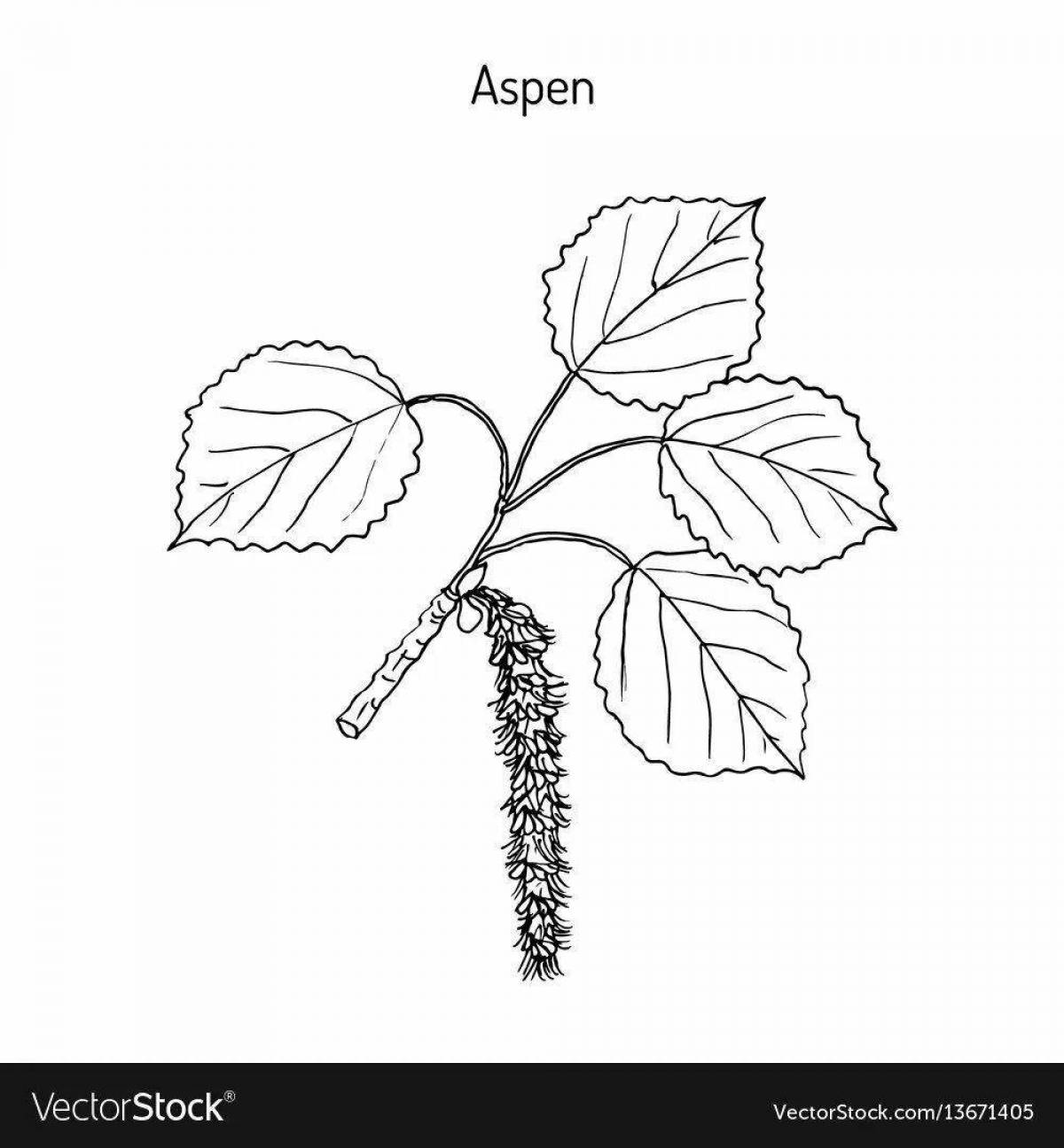 Colorful aspen coloring book for kids