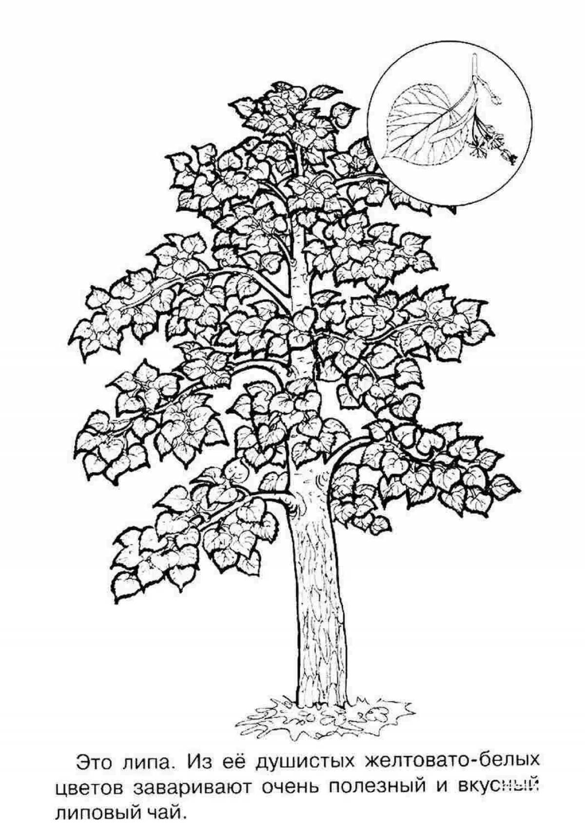Great aspen coloring book for beginners
