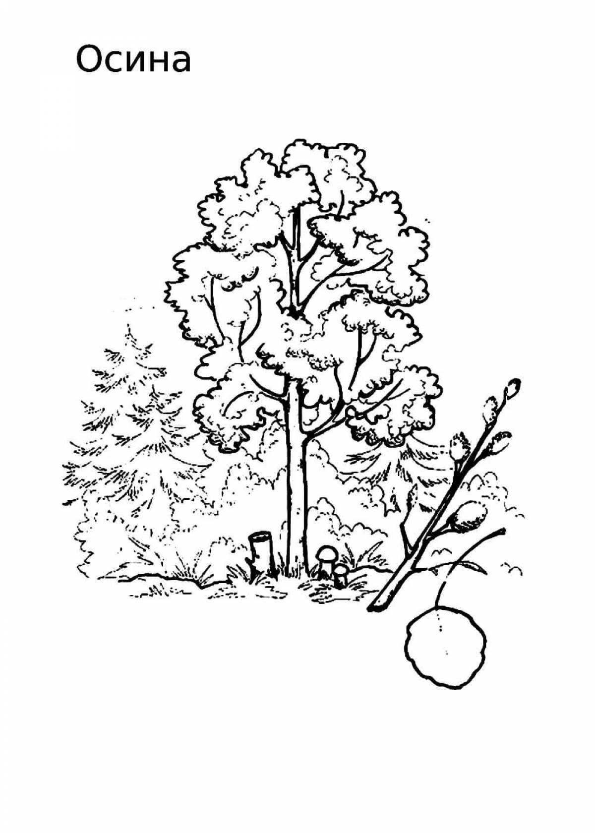 Amazing aspen coloring page for kids
