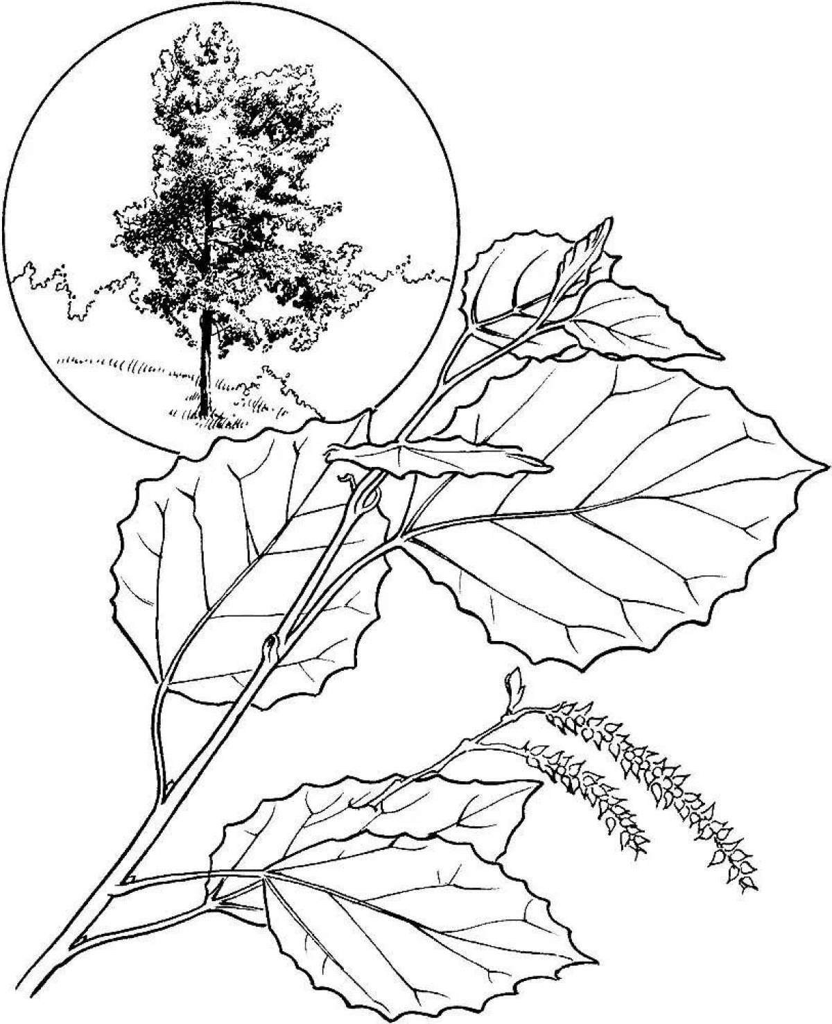 Beautiful aspen coloring page for kids