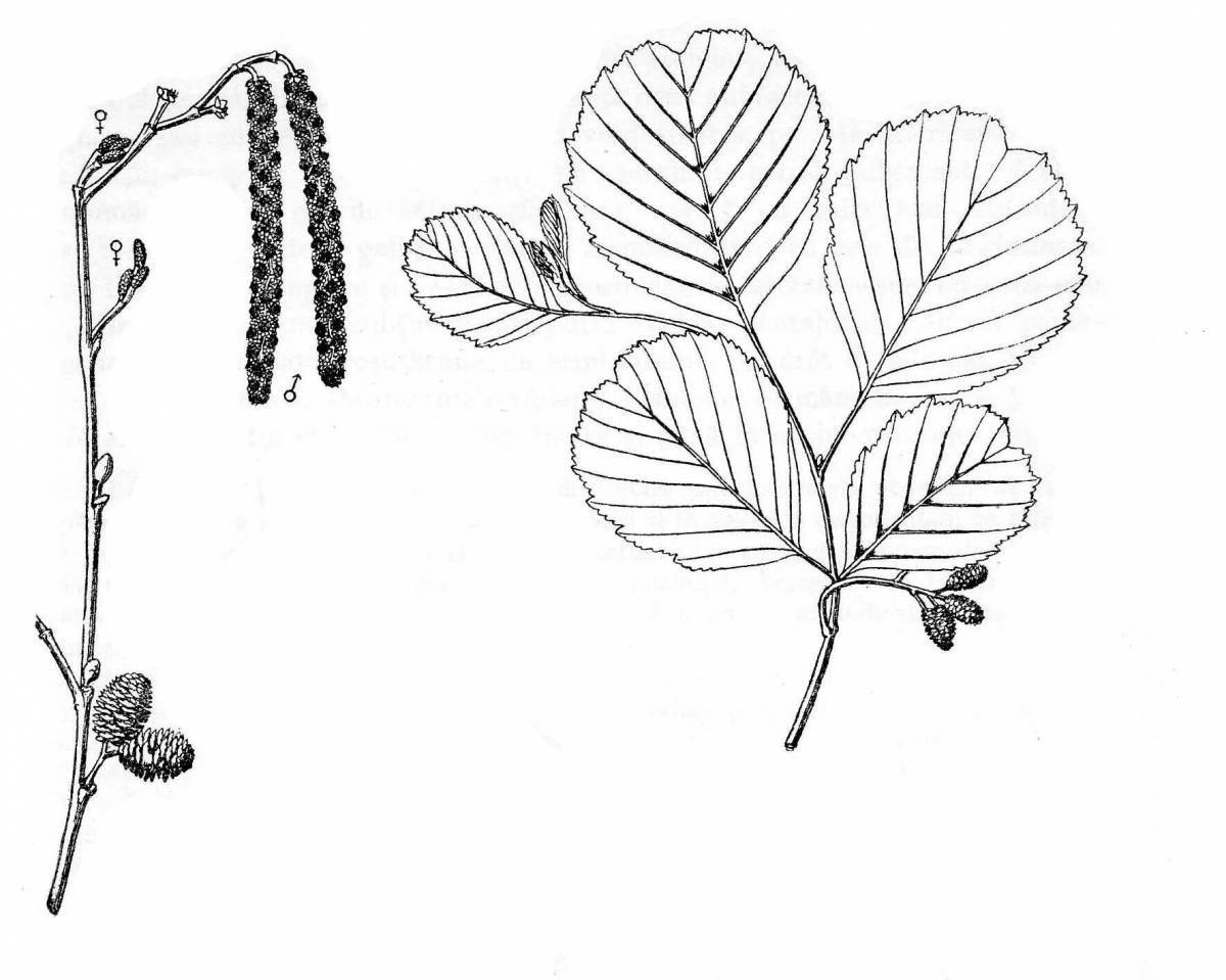 Bright linden coloring book for kids