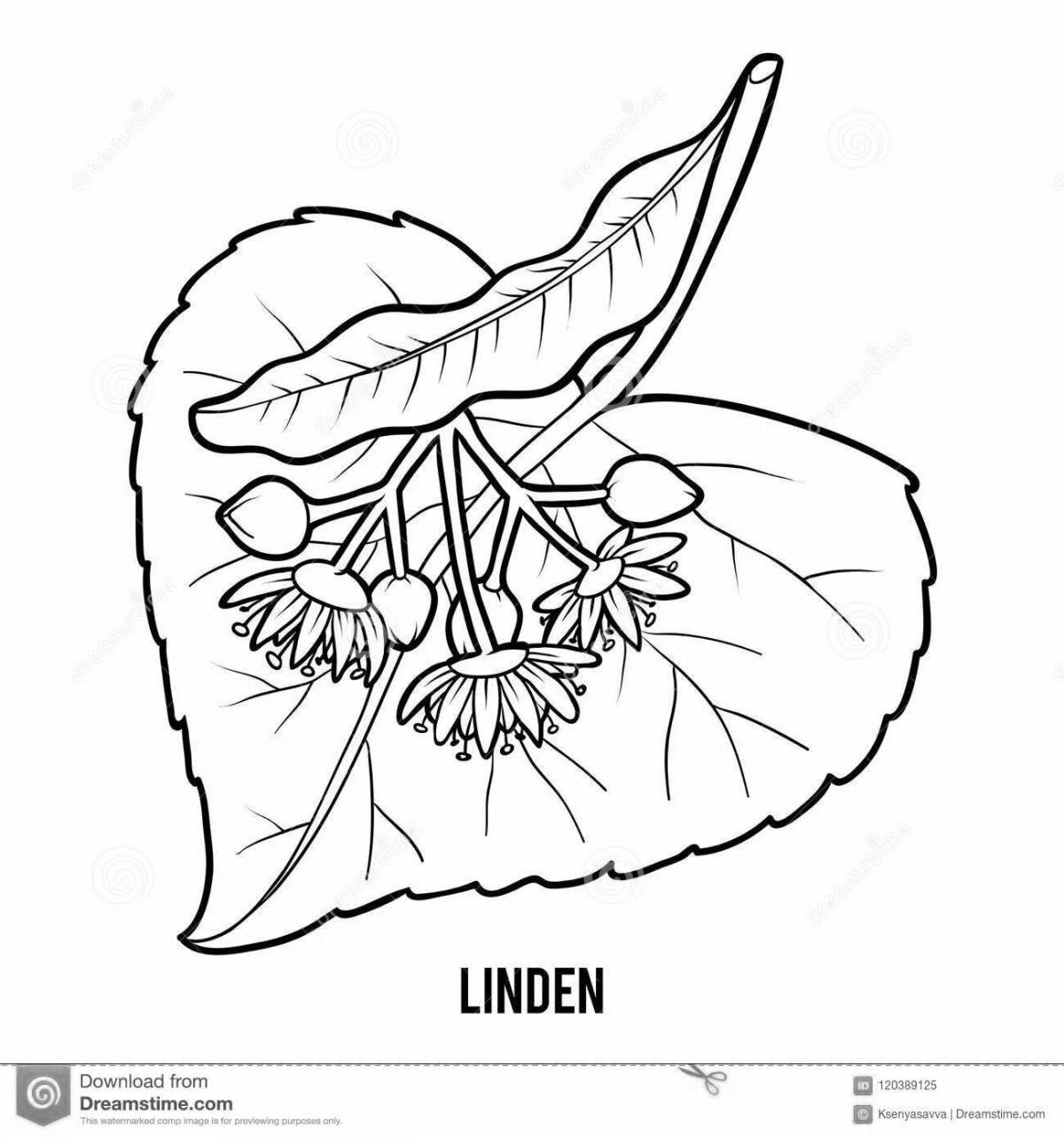 Attractive linden coloring page for juniors