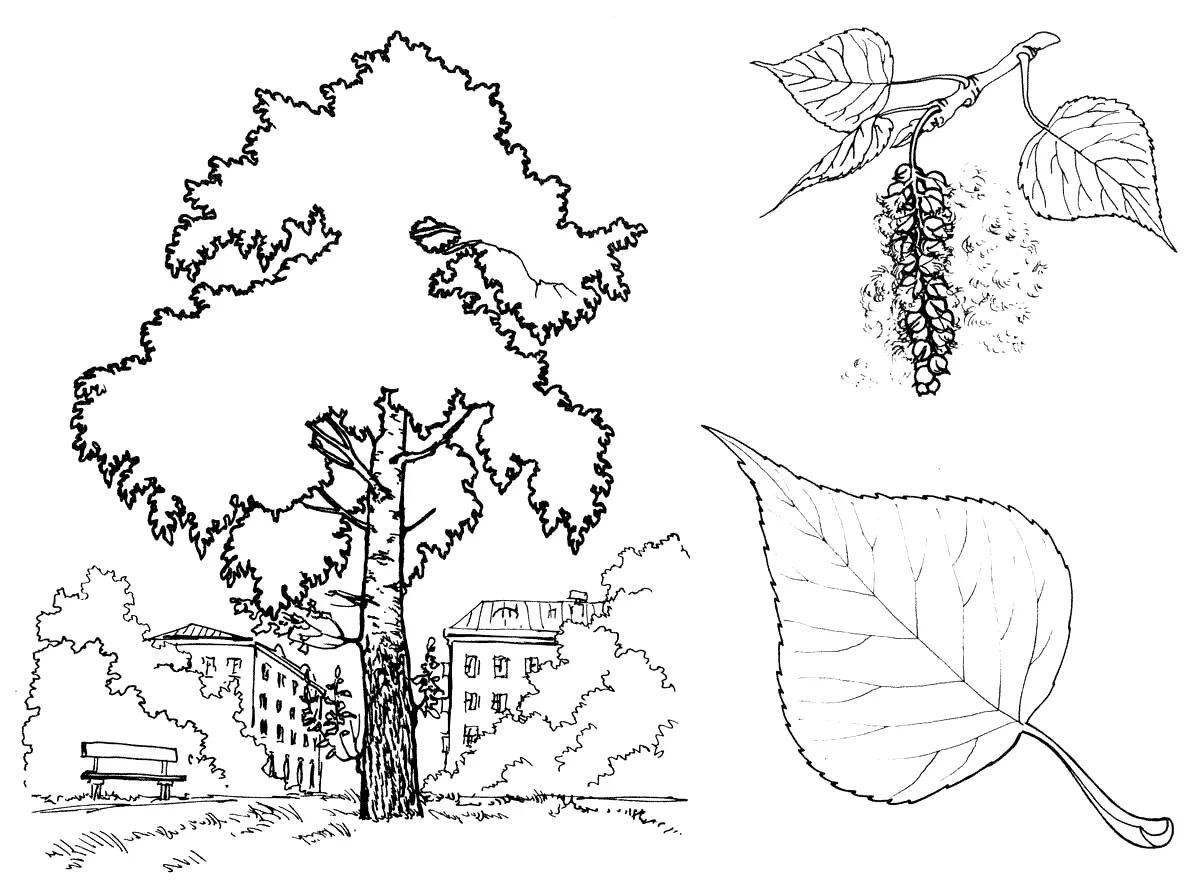 Magic linden coloring book for schoolchildren