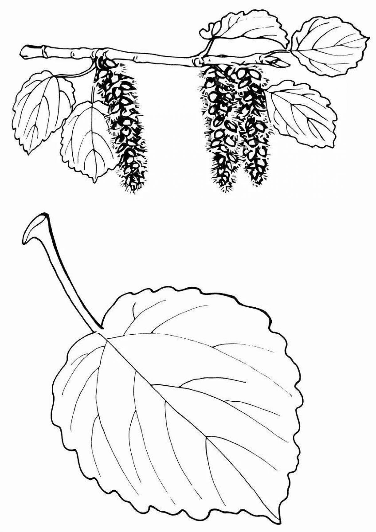 Coloring radiant linden for kids