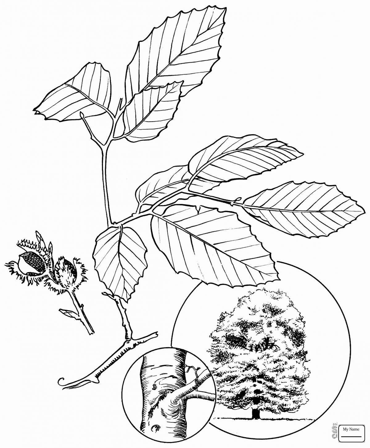 Glitter linden coloring book for beginners