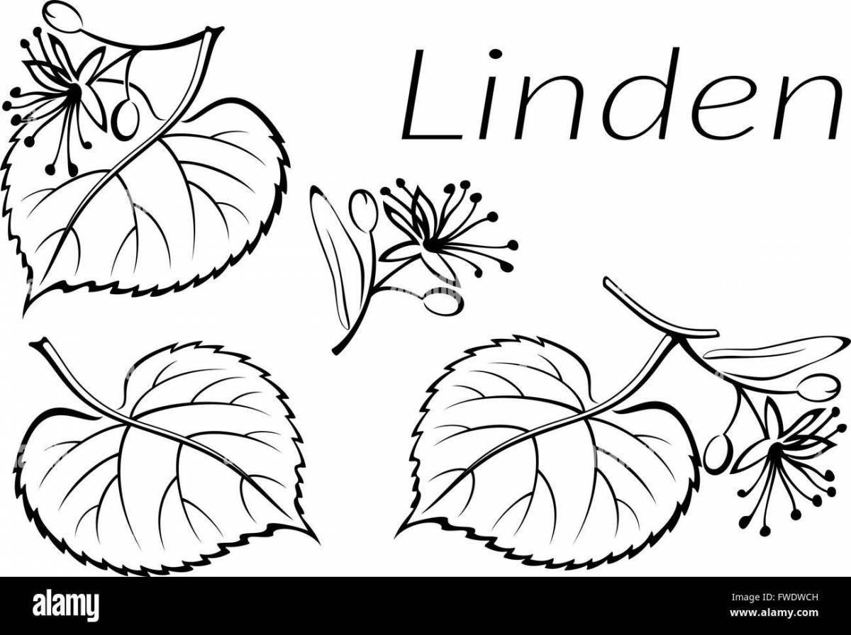 Shimmering Linden coloring book for students
