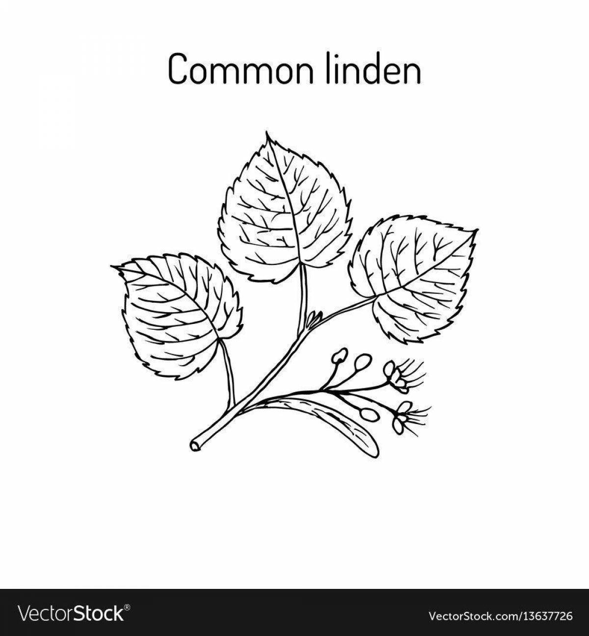 Rainbow linden coloring book for kids