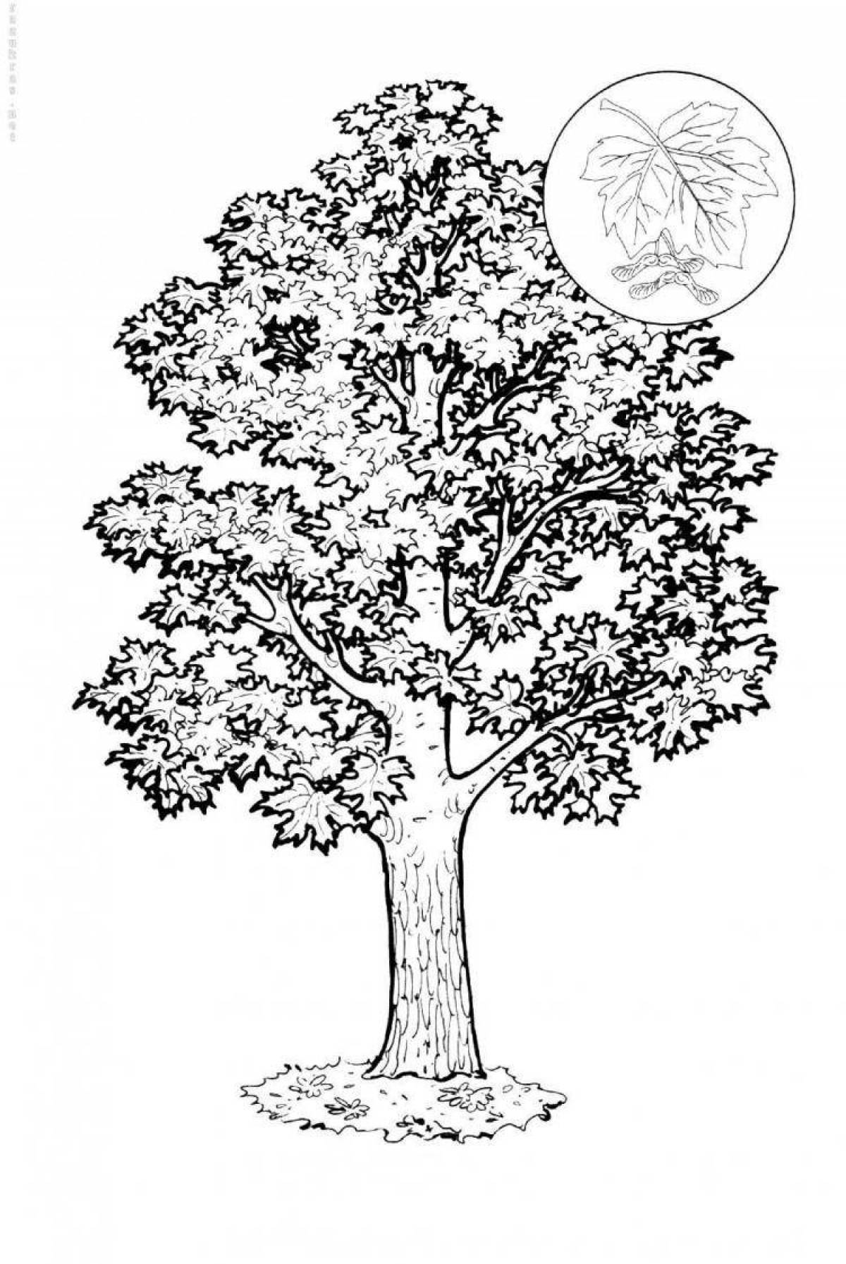 Magic linden coloring book for schoolchildren