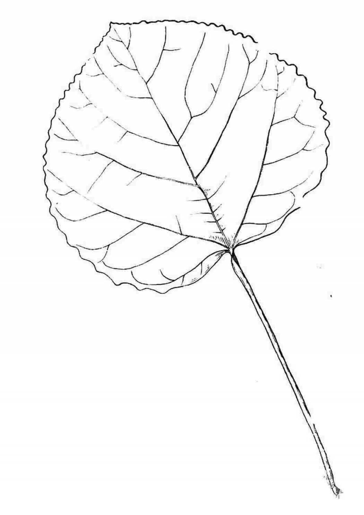 Лист осины рисунок