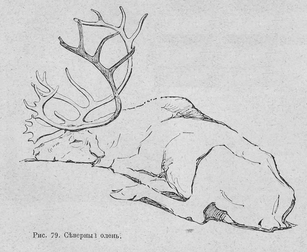 Зарисовки Северного оленя