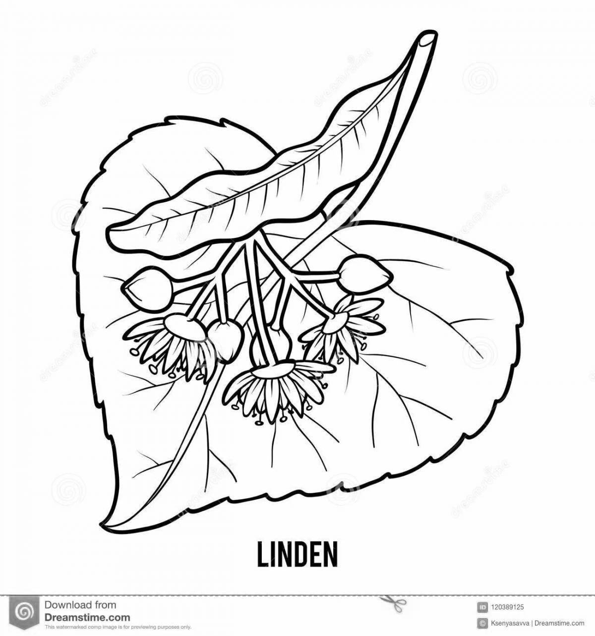 Цветки липы раскраска