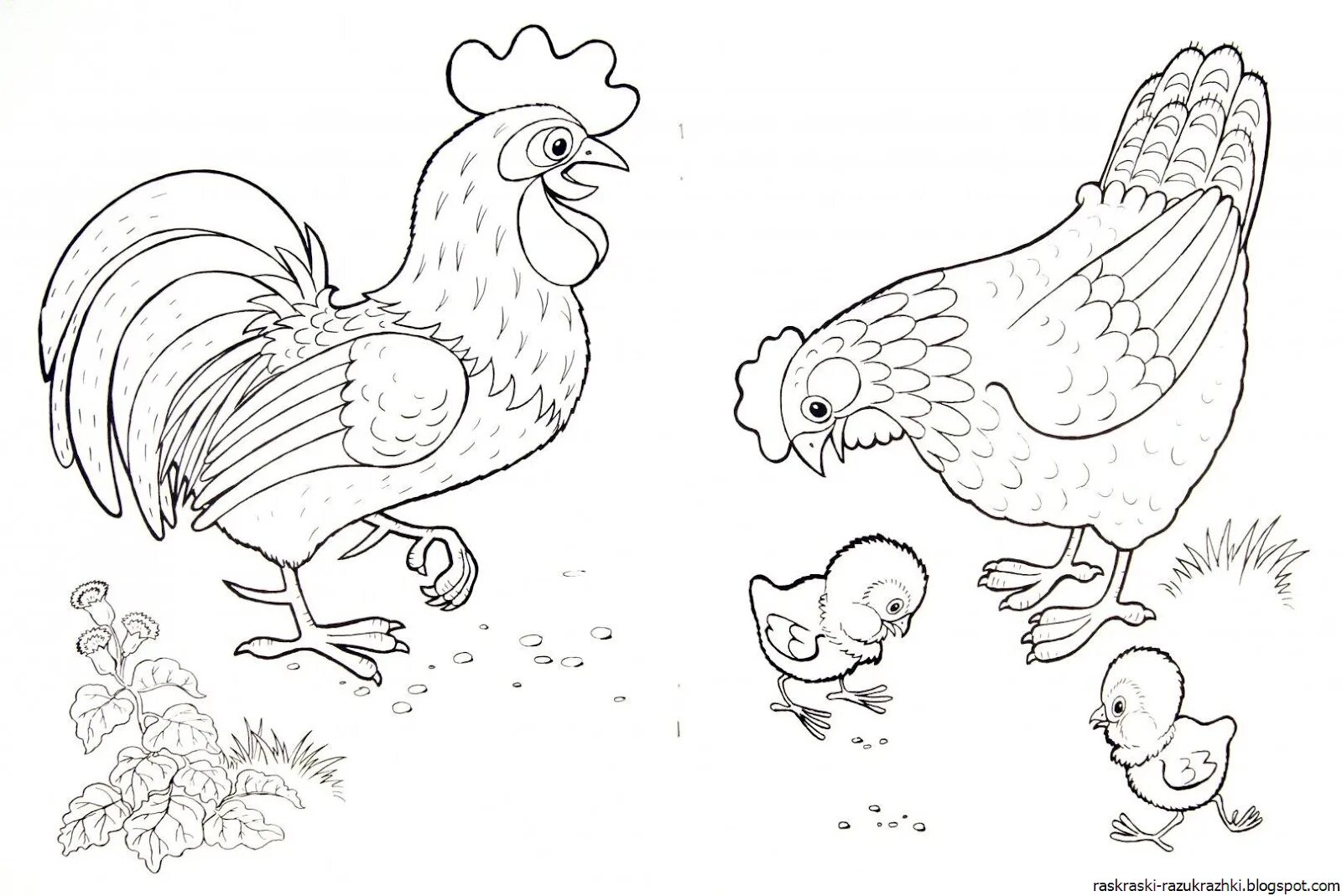 Chicken seeds #2