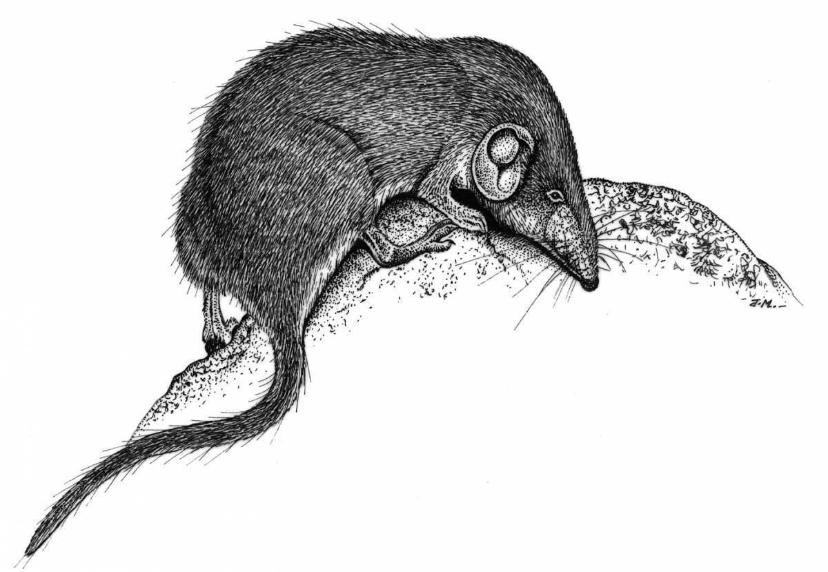 Cheerful shrew coloring for the little ones