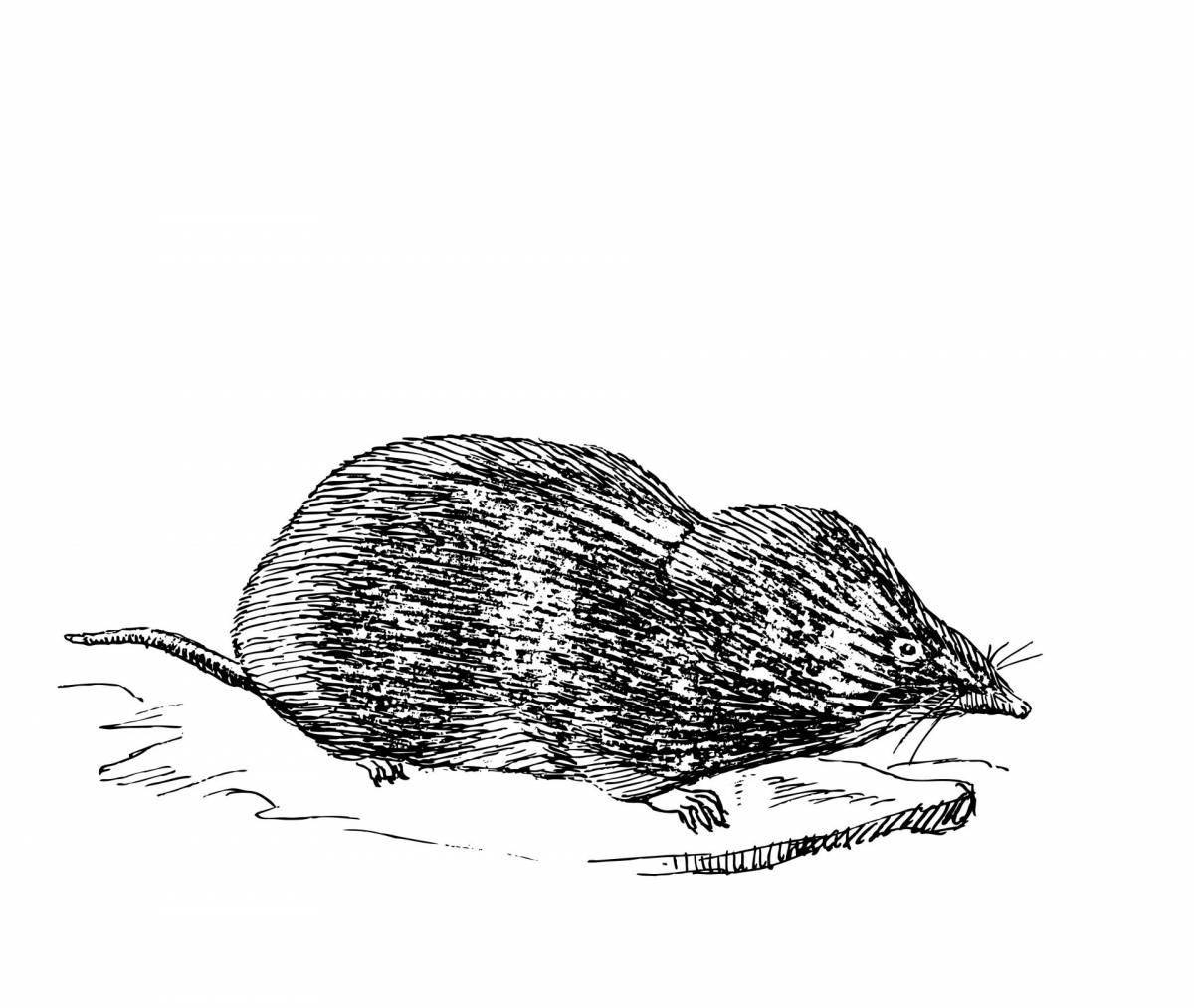 Cheerful shrew coloring for babies