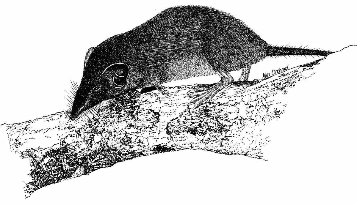 Great shrew coloring book for babies