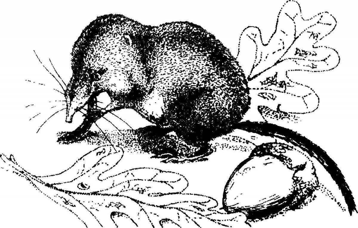 Cute shrew coloring for students