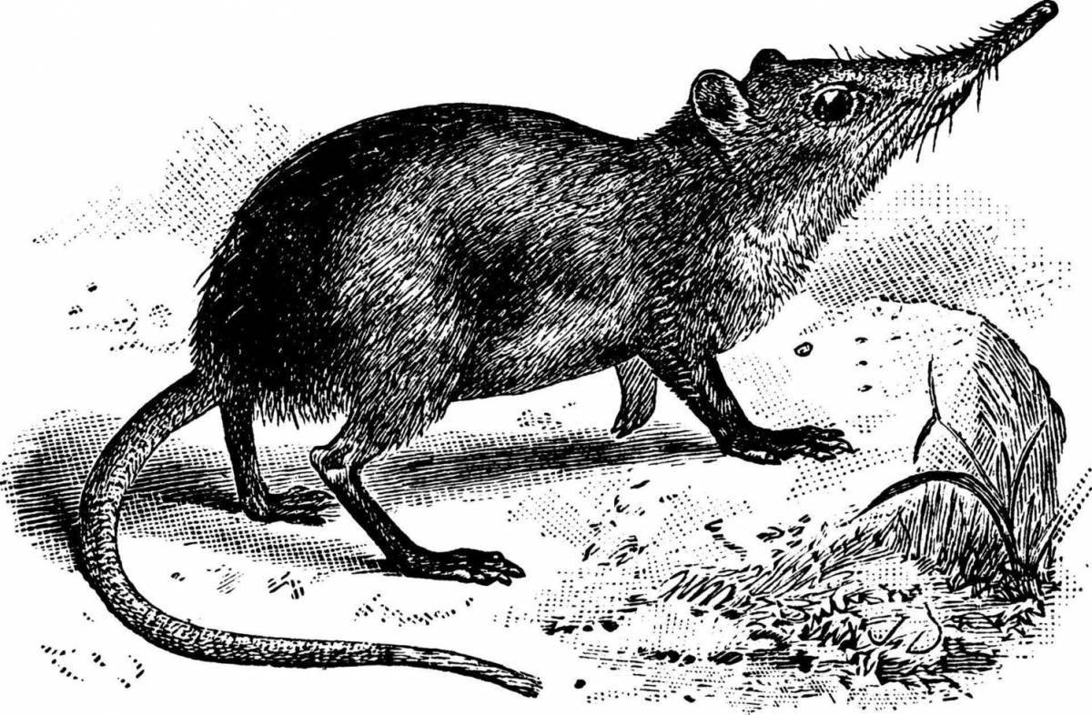 Exciting shrew coloring for kids