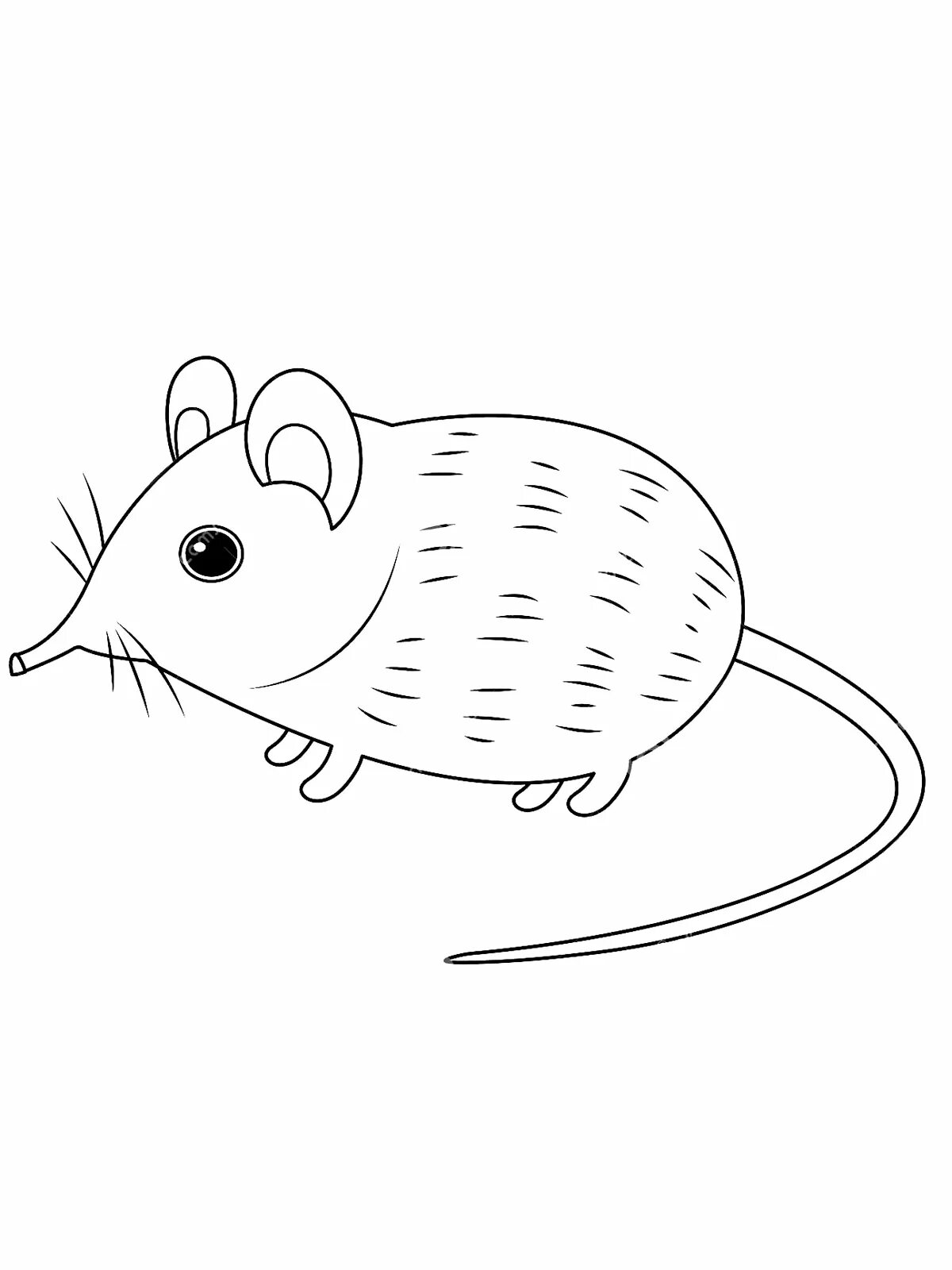 Shiny shrew coloring book for kids