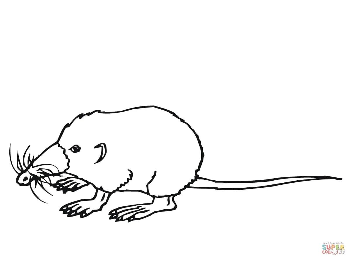 Dazzling shrew coloring book for kids