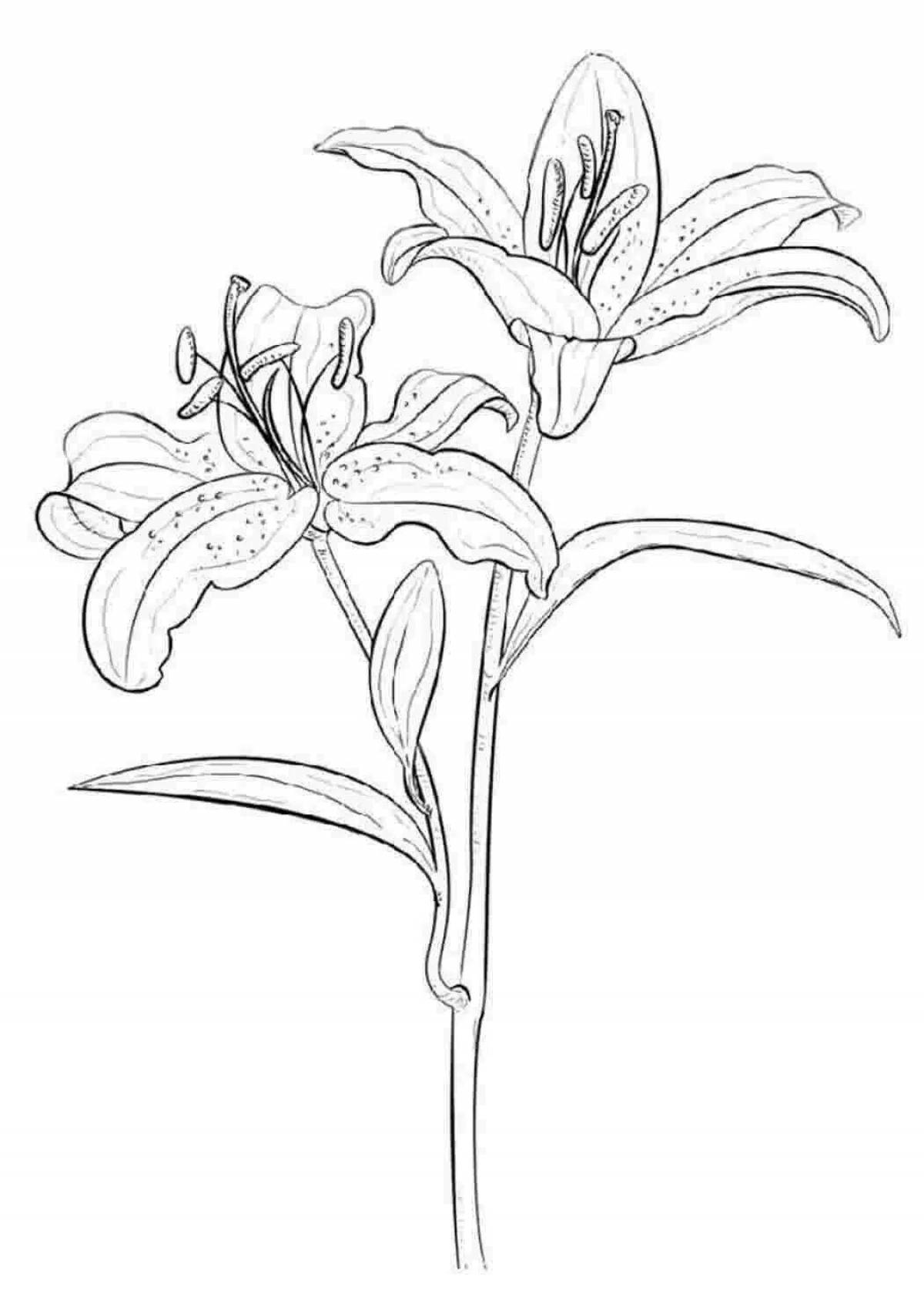 Photo Children coloring lily