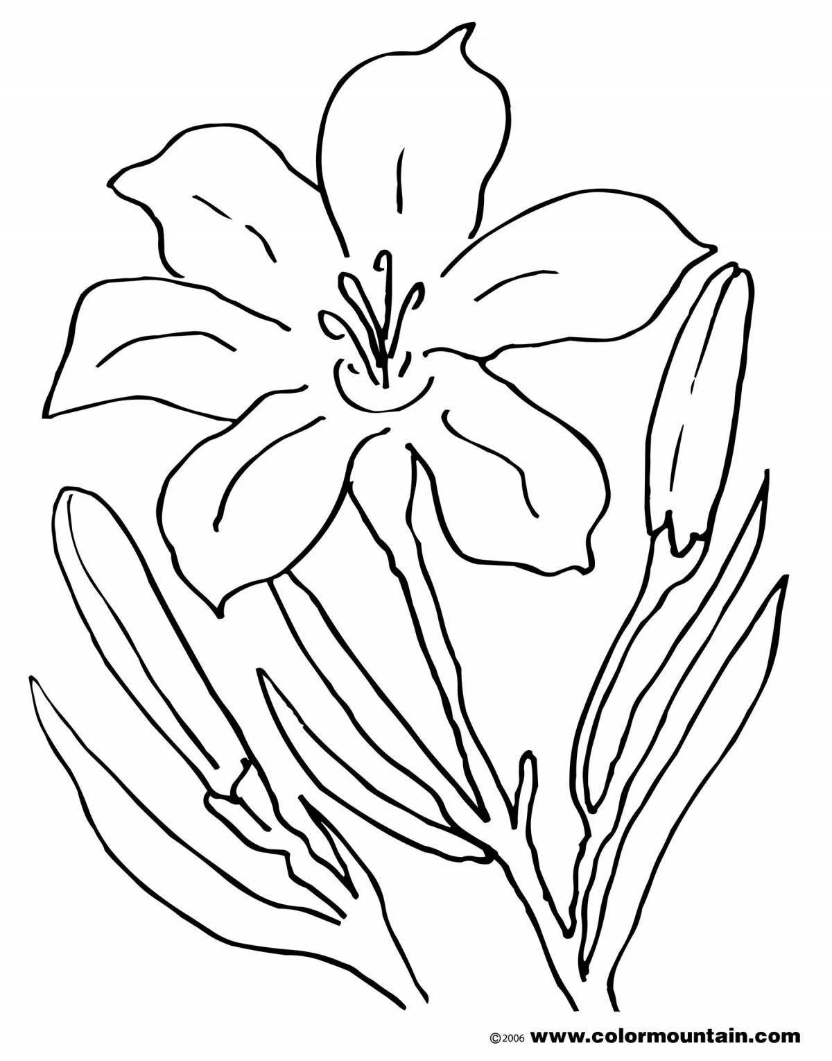 Coloring sun lily for children
